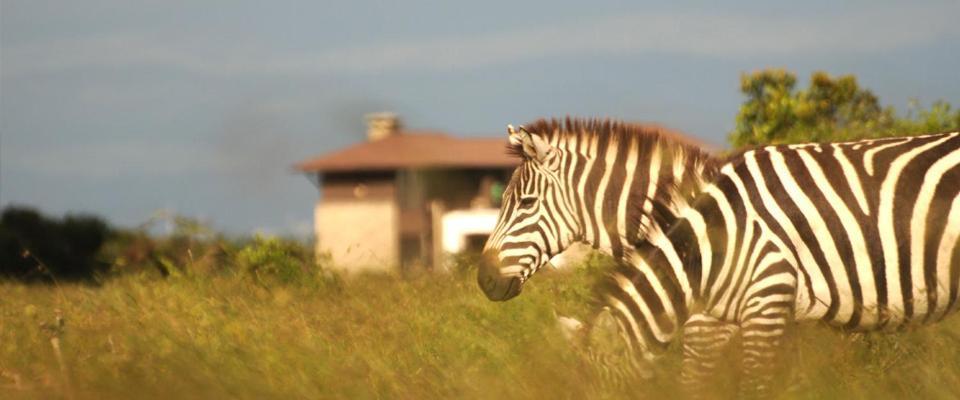 Ol Pejeta Holiday Villas Nanyuki Buitenkant foto