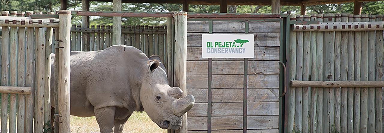 Ol Pejeta Holiday Villas Nanyuki Buitenkant foto