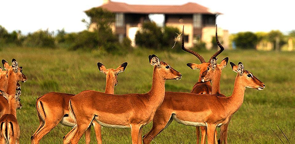 Ol Pejeta Holiday Villas Nanyuki Buitenkant foto