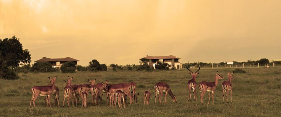 Ol Pejeta Holiday Villas Nanyuki Buitenkant foto