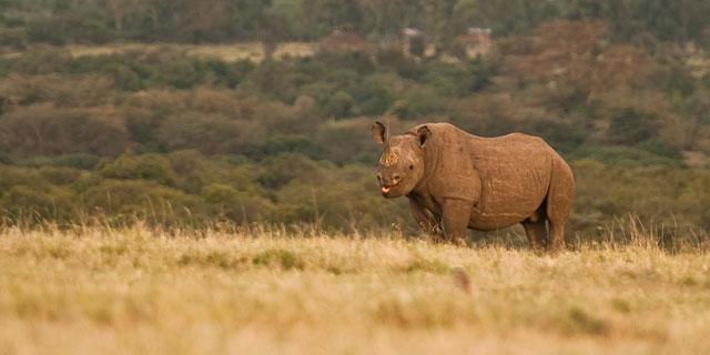 Ol Pejeta Holiday Villas Nanyuki Buitenkant foto
